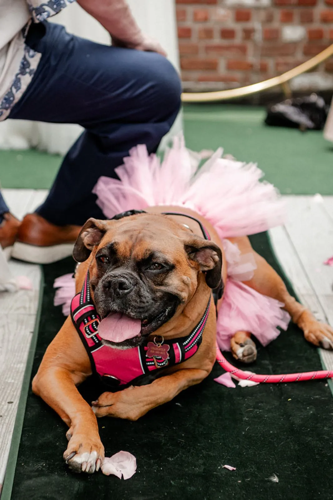 Dog in a pink tutu on the terrace turf